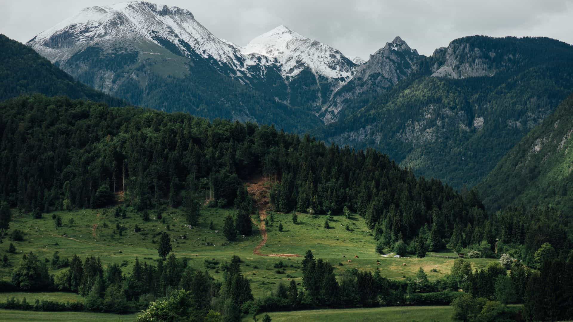 Snow-capped mountain peaks above a lush green valley and dense pine forest under cloudy skies.