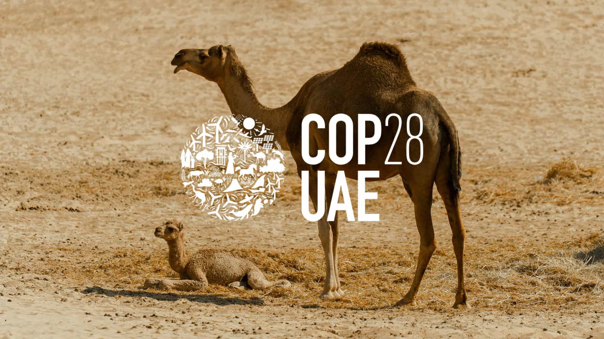 Camel and calf in the desert with COP28 UAE logo overlay