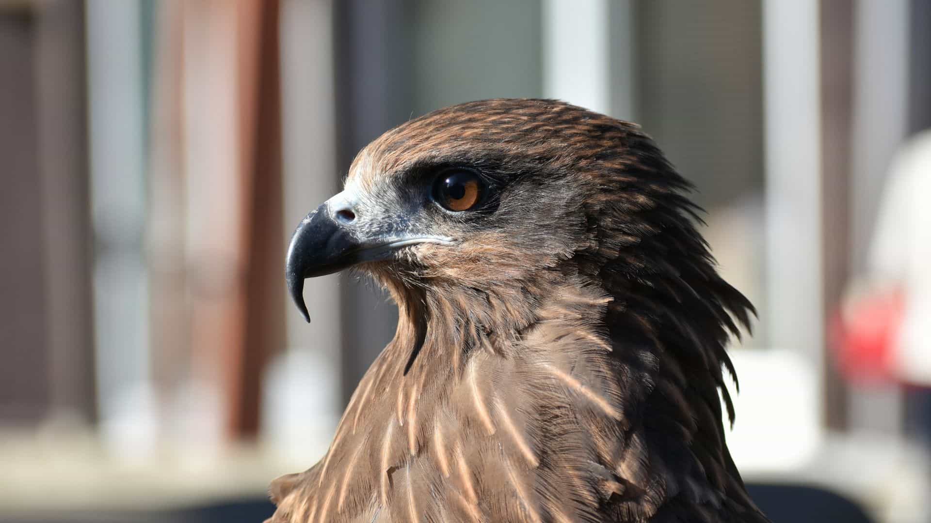 Close-up side profile of a brown falcon with a hooked black beak and amber eye against a blurred background.